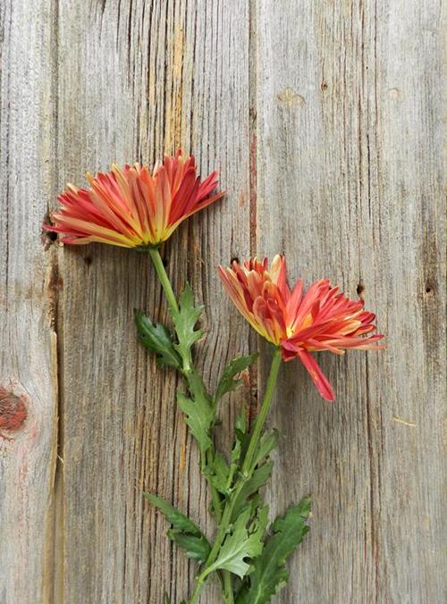 MORGAN  RED CREMONE DISBUDS